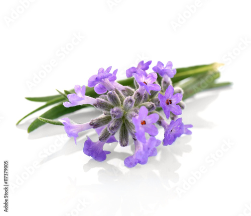 Lavender flowers on light background