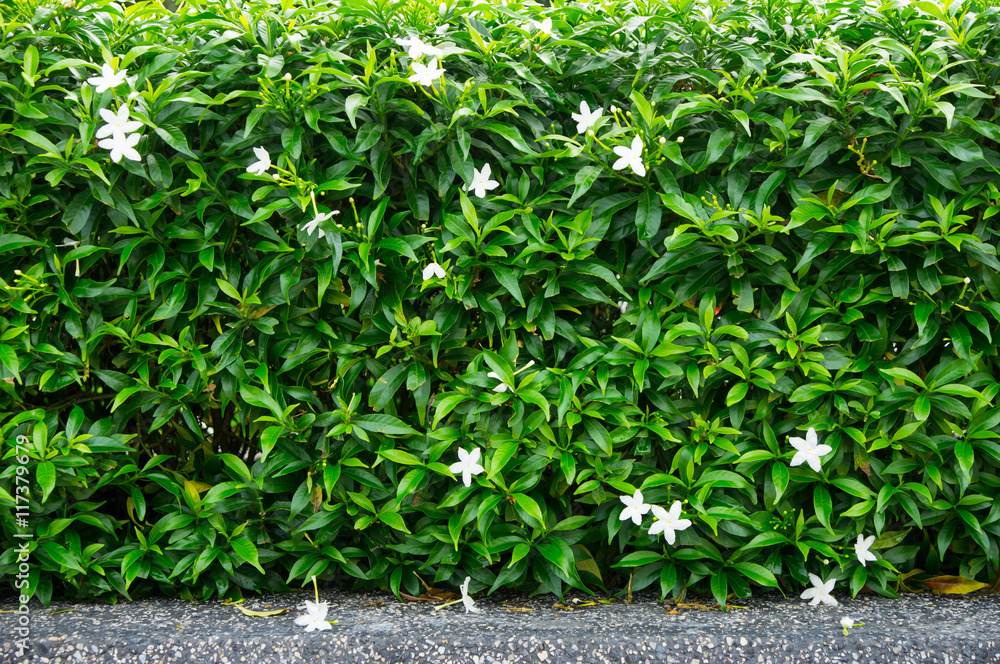 there are the plant pattern. It is good background. there are the plant pattern. It is good background.