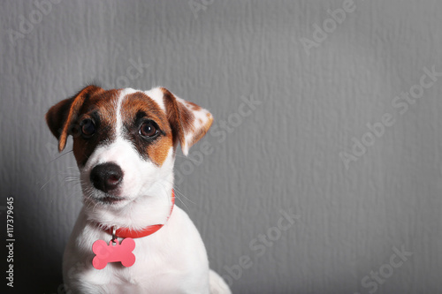 Cute small dog Jack Russell terrier on dark background © Africa Studio