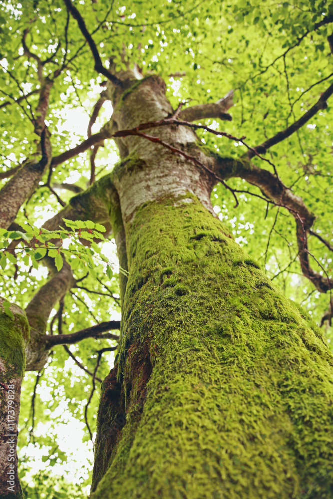 Fototapeta premium Moss on tree, closeup