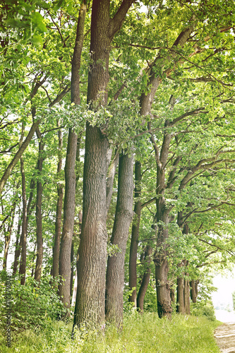 Green trees in summer forest