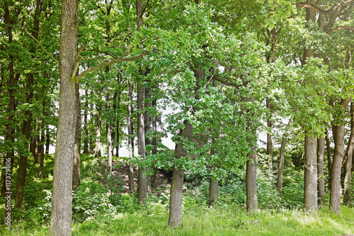 Fototapeta Naklejka Na Ścianę i Meble -  Green trees in summer forest