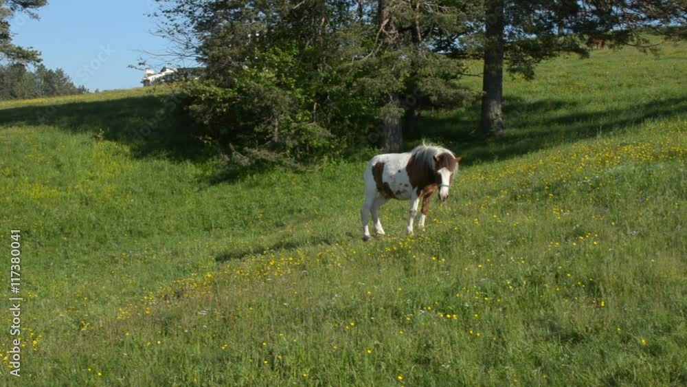 Panning a camera across a field where white-brown horse grazing on pasture in front of coniferous trees Panning a camera across a field where white-brown horse grazing on pasture in front of coniferous trees