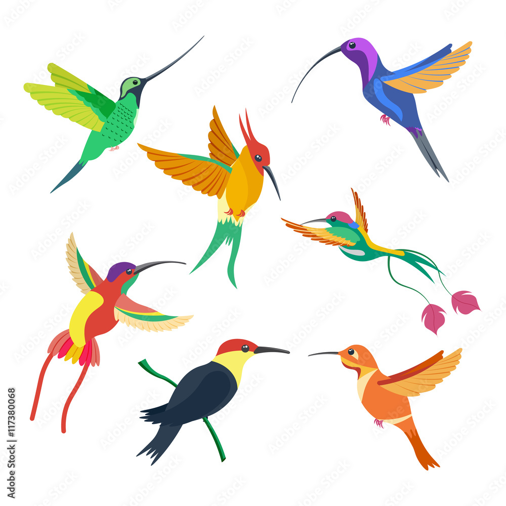 small bird hummingbird set vector illustration isolated on white background