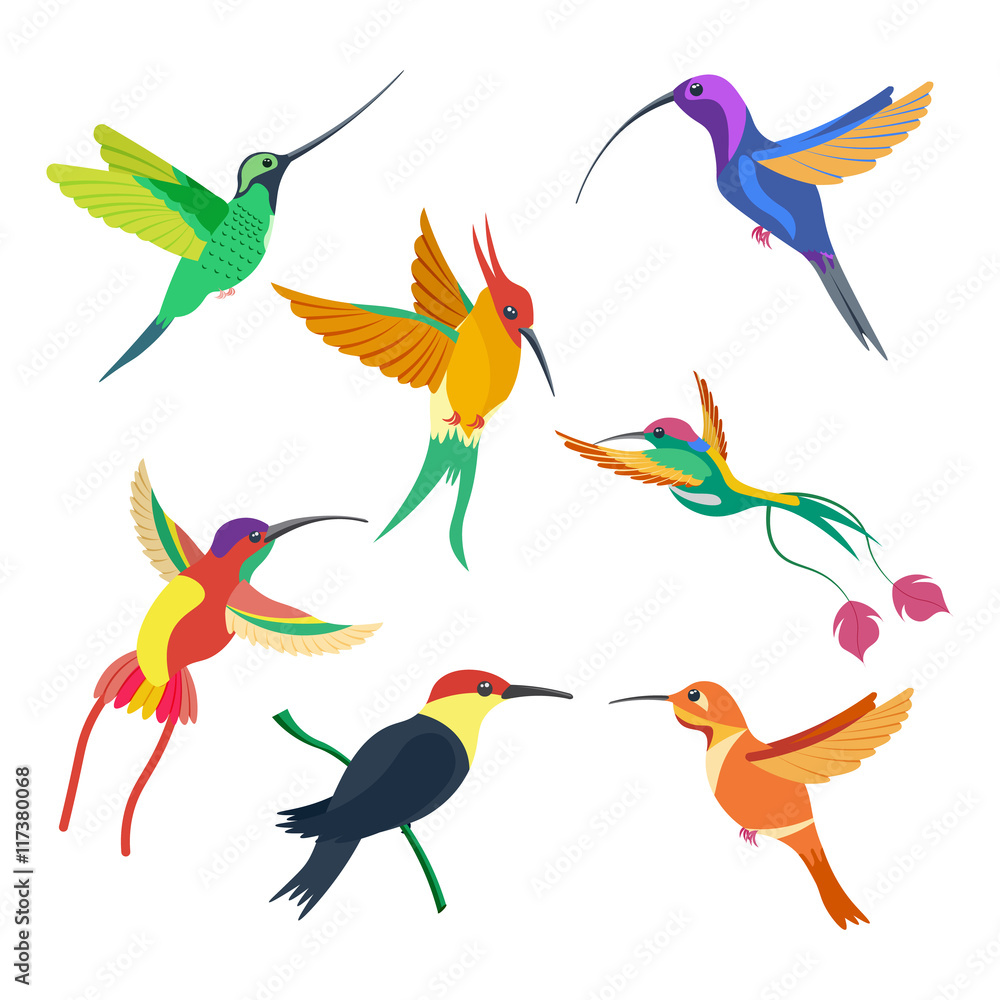 small bird hummingbird set vector illustration isolated on white background small bird hummingbird set vector illustration isolated on white background