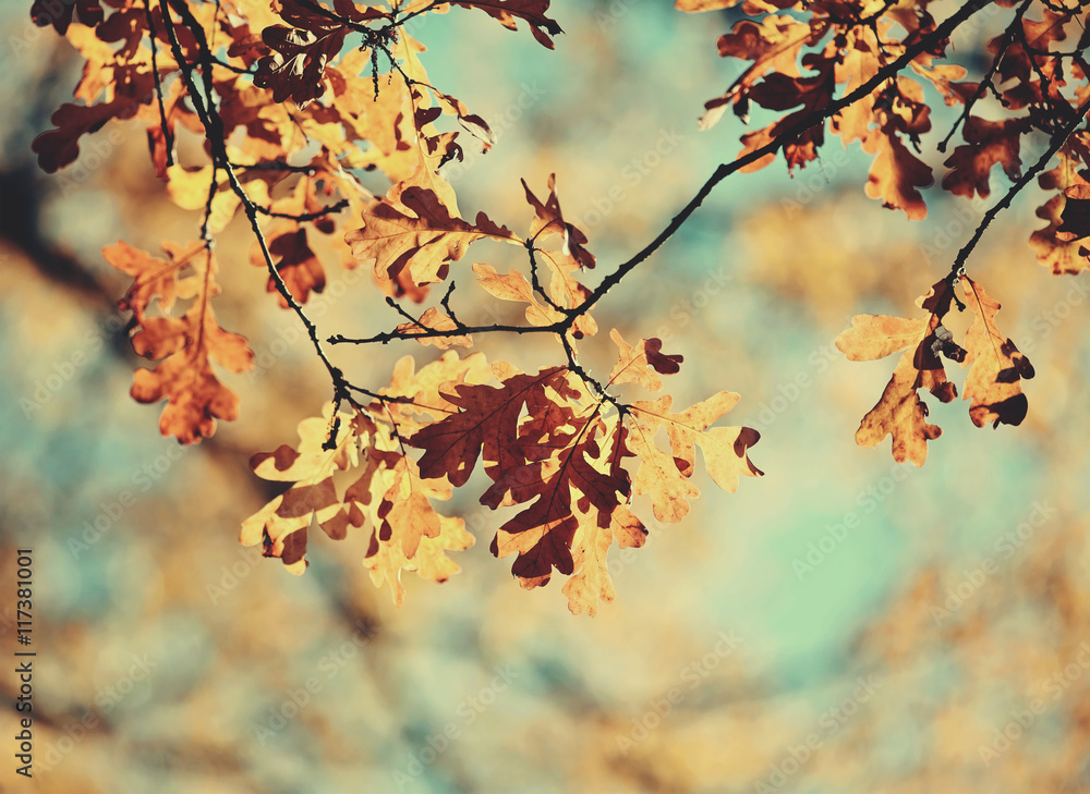 Autumn oak leaves on branches Autumn oak leaves on branches