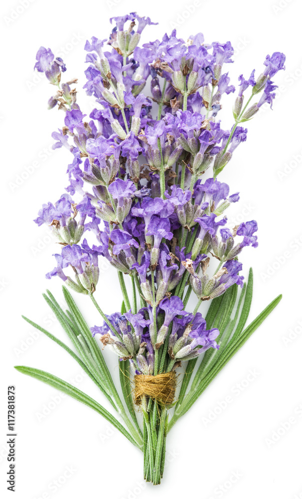 Bunch of lavandula or lavender flowers isolated on white backgro Bunch of lavandula or lavender flowers isolated on white backgro