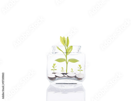 saving money concept,money coin stack growing tree on piggy bank. isolated on white background.