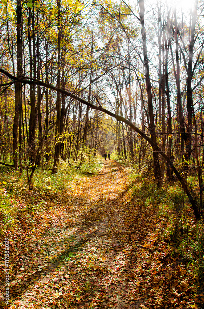 Sunny autumn landscape with beams, wood and footpath