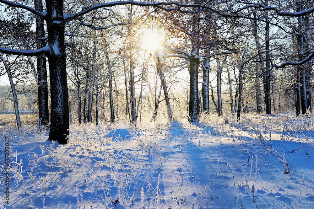 winter landscape in the forest with the morning sun