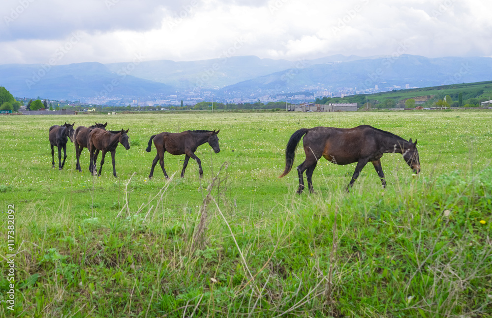 Mare and foals. Green pastures of horse farms. Summer landscape against the skyline.