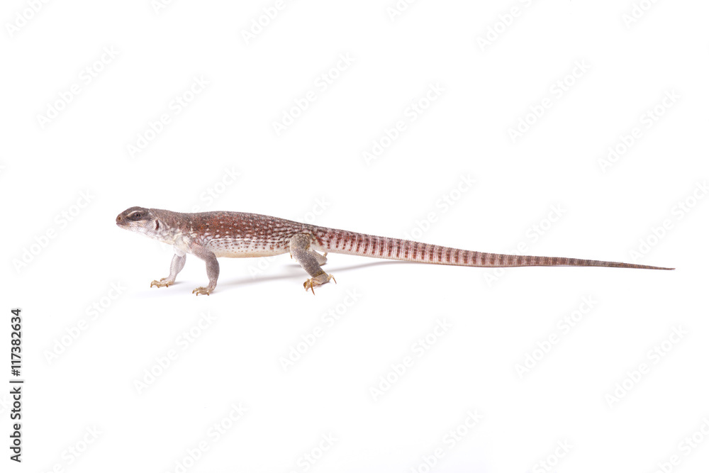 Desert iguana (Dipsosaurus dorsalis), Arizona, USA Desert iguana (Dipsosaurus dorsalis), Arizona, USA