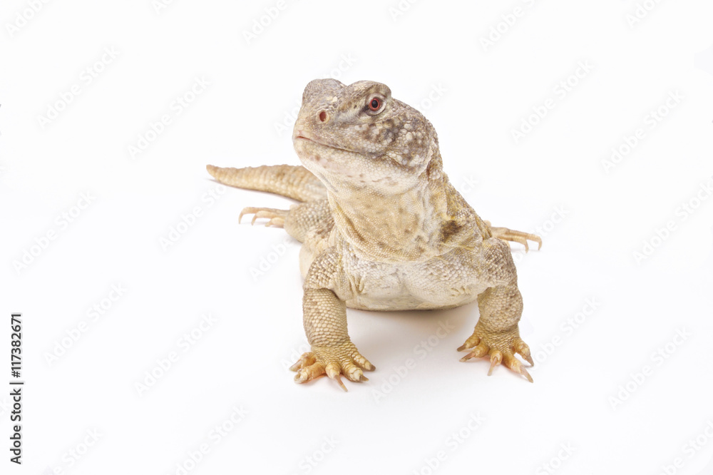 Indian spiny-tailed lizard (Saara hardwickii), India