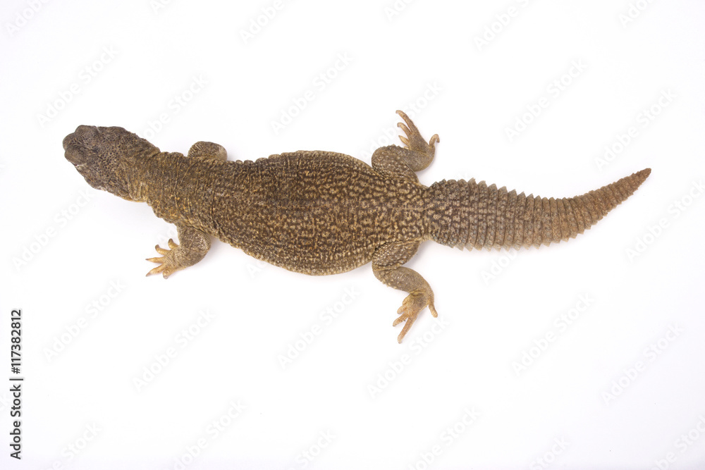 Indian spiny-tailed lizard (Saara hardwickii), India Indian spiny-tailed lizard (Saara hardwickii), India