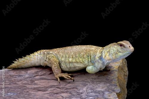 Princely spiny-tailed lizard (Uromastyx princeps), Somalia