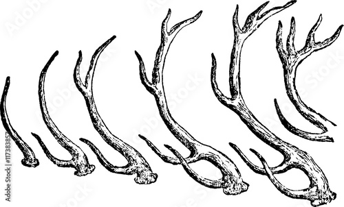 Vintage image deer antlers