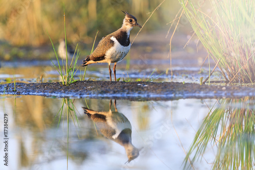 Northern lapwing young bird reflection in water with sunny hotspot photo