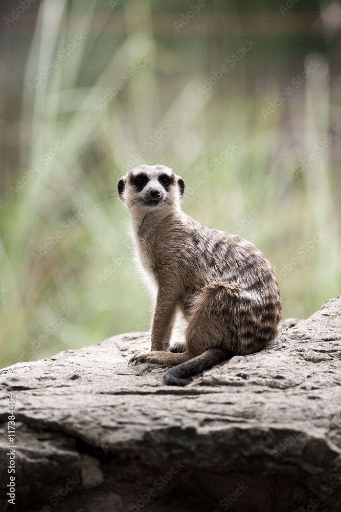 Obraz premium The meerkat