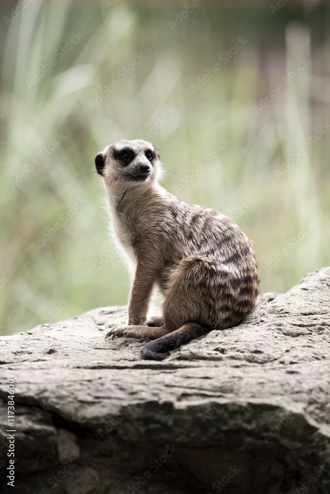 Fototapeta premium The meerkat