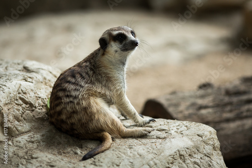 The meerkat © ttshutter