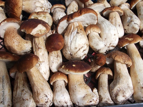 Fresh Mushroom Boletus background top view. Autumn cep mushrooms