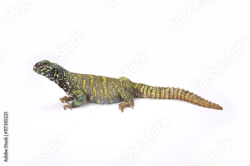 Ornate spiny-tailed lizard (Uromastyx ornata ornata), Egypt