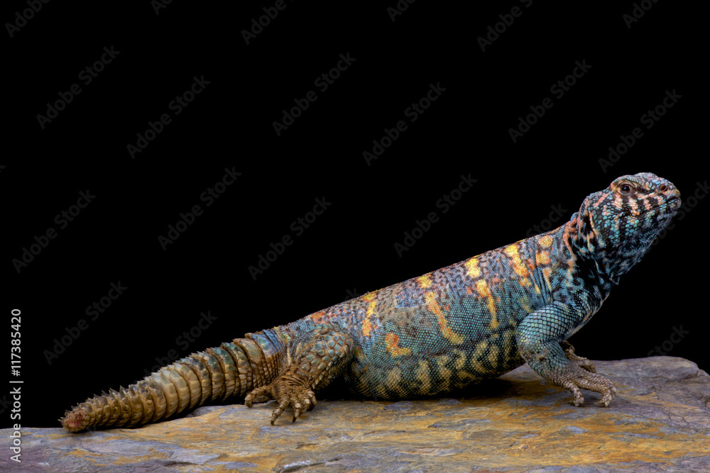 Naklejka premium Ornate spiny-tailed lizard (Uromastyx ornata ornata), Egypt