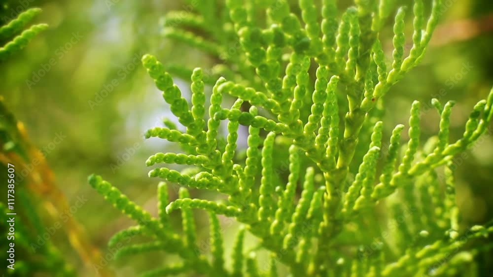 Cypress green closeup Cypress green closeup