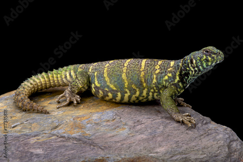 Ornate spiny-tailed lizard (Uromastyx ornata ornata), Egypt