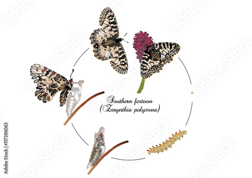 Life cycle of southern festoon butterfly