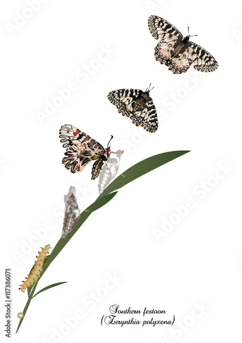 Life cycle of southern festoon butterfly