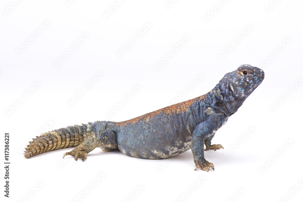 Obraz premium Arabian blue mastigure (Uromastyx ornata philbyi), Yemen
