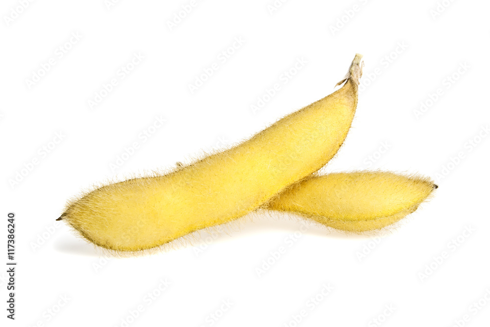 Soybean pods isolated on white background. Soya - protein plant Soybean pods isolated on white background. Soya - protein plant