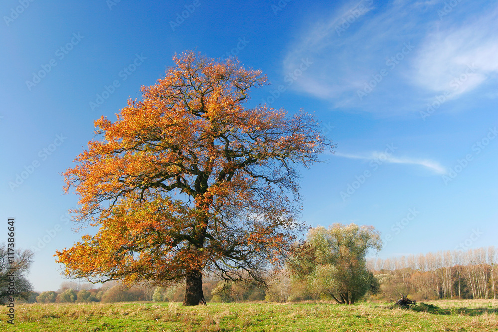 Solitary Oak Tree on Meadow in Autumn, Leaves Changing Colour, blue sky