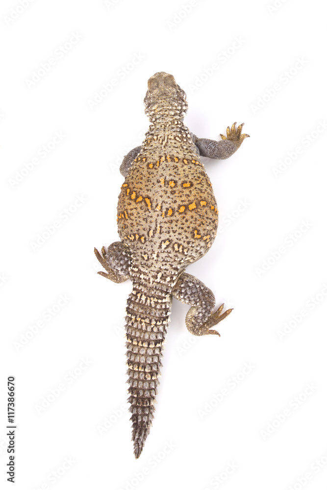 Naklejka premium Iraqi spiny-tailed lizard (Saara loricata),Iraq