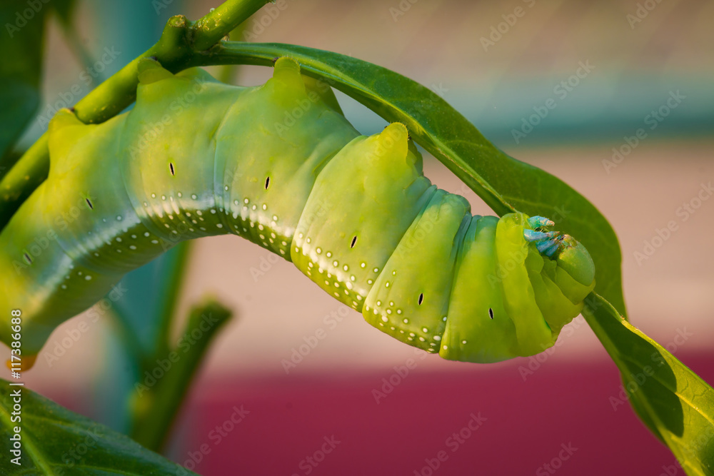 caterpillar, leaf, tree, green worm, Caterpillars eat leaves to the growth  of the animals. In nature, a solar grandmother. Stock Photo | Adobe Stock