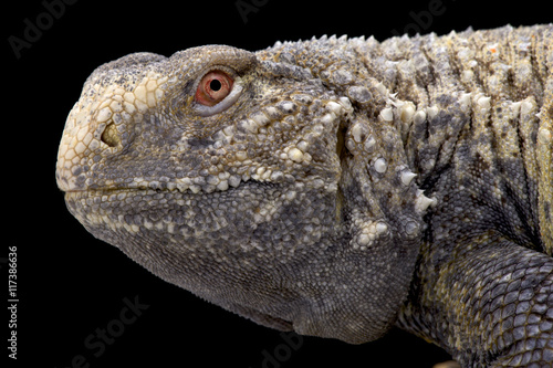 Iraqi spiny-tailed lizard  Saara loricata   Iraq