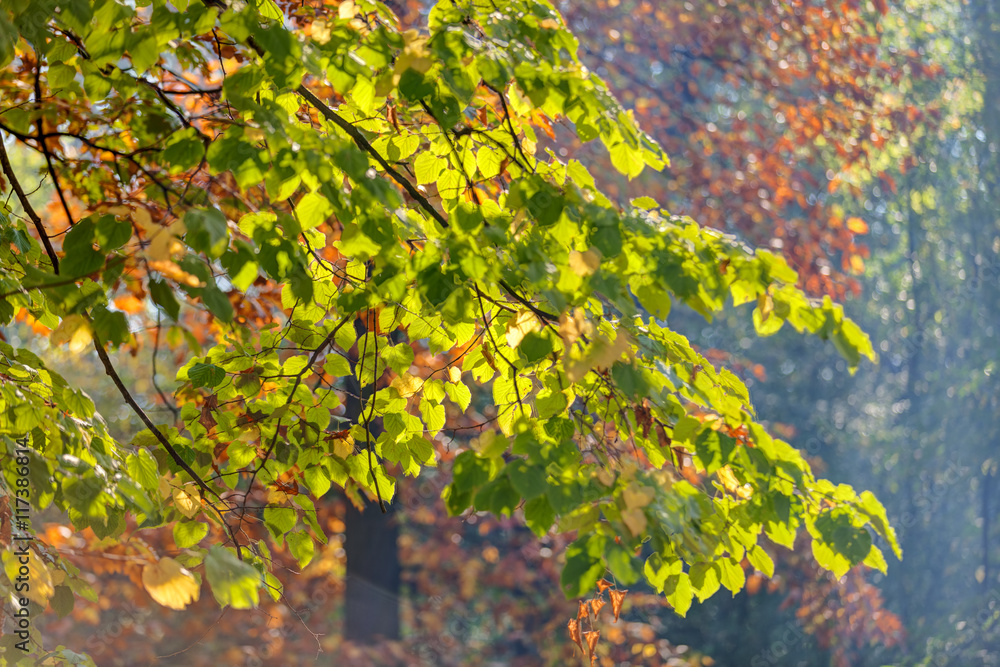 Early autumn in the park Early autumn in the park