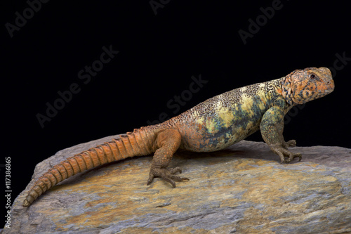 South Arabian Spiny-tailed Lizard (Uromastyx yemenensis),  Yemen