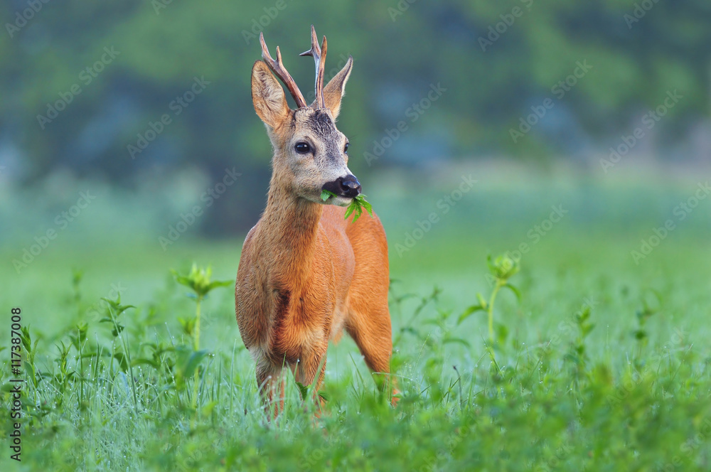 Naklejka premium Wild roe deer eating grass