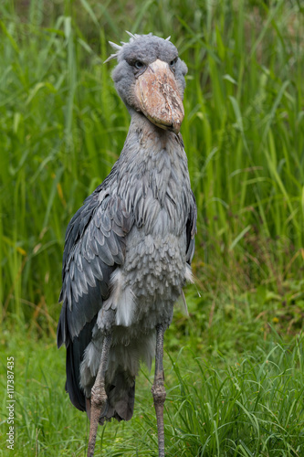 Shoebill