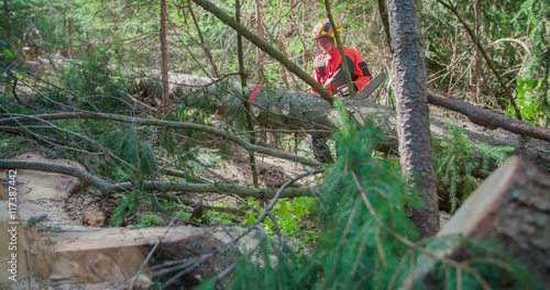 Wallpaper Mural A man is starting a chainsaw and he begins cutting a tree trunk that is lying on the ground in a forest in half. Wide-angle shot.
 Torontodigital.ca