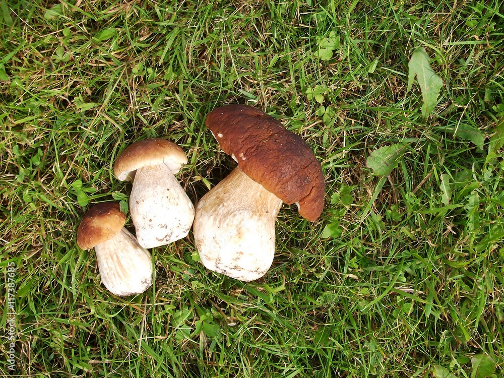 Fresh Mushroom Boletus in the grass. Autumn cep mushrooms background Fresh Mushroom Boletus in the grass. Autumn cep mushrooms background