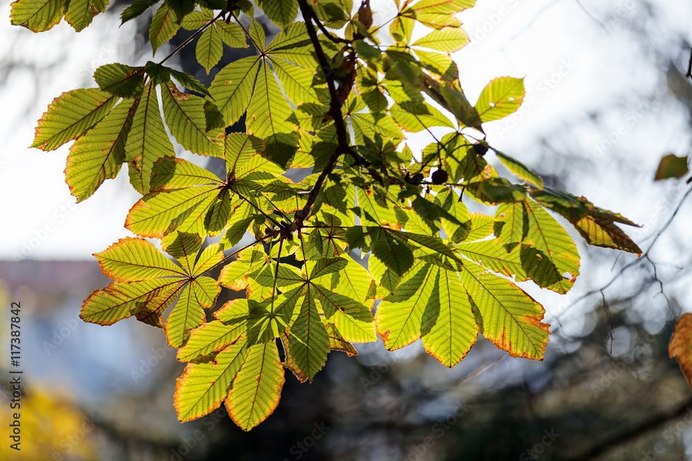 Obraz premium Chestnut tree leaves