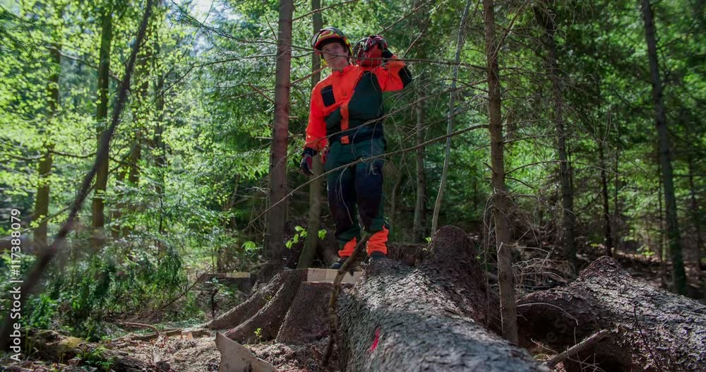A young logger is stepping up on a stump in a forest with a chainsaw on his shoulder and he is looking around. Then he gives thumbs up. Wide-angle shot.
A young logger is stepping up on a stump in a forest with a chainsaw on his shoulder and he is looking around. Then he gives thumbs up. Wide-angle shot.