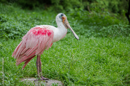 Roseate spoonbill