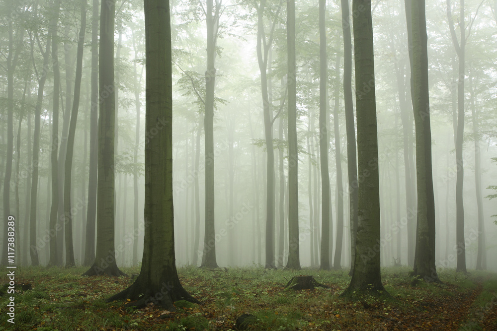 Forest of Beech Trees in Autumn, Dense Fog Forest of Beech Trees in Autumn, Dense Fog