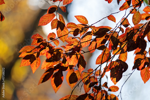 Early autumn in the park