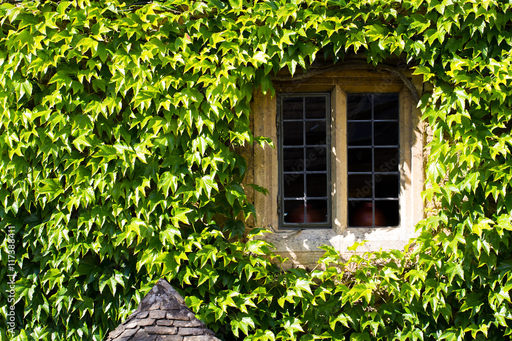 the window of a stone house surrounded by the green leaves of a climbing plant called an ivy which is covering the whole wall.