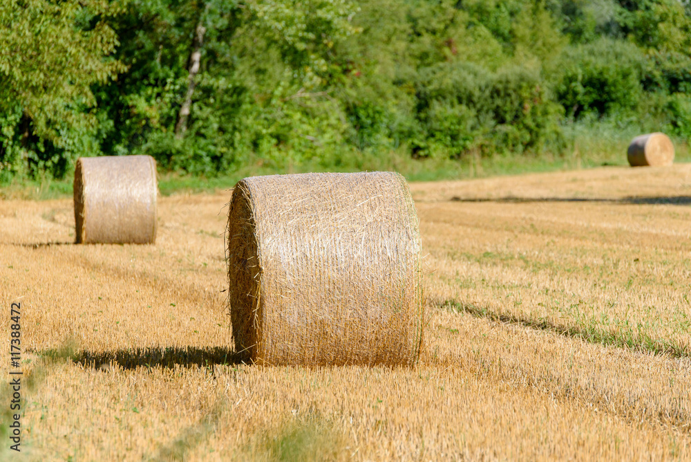 Fototapeta premium Rolls of haystack